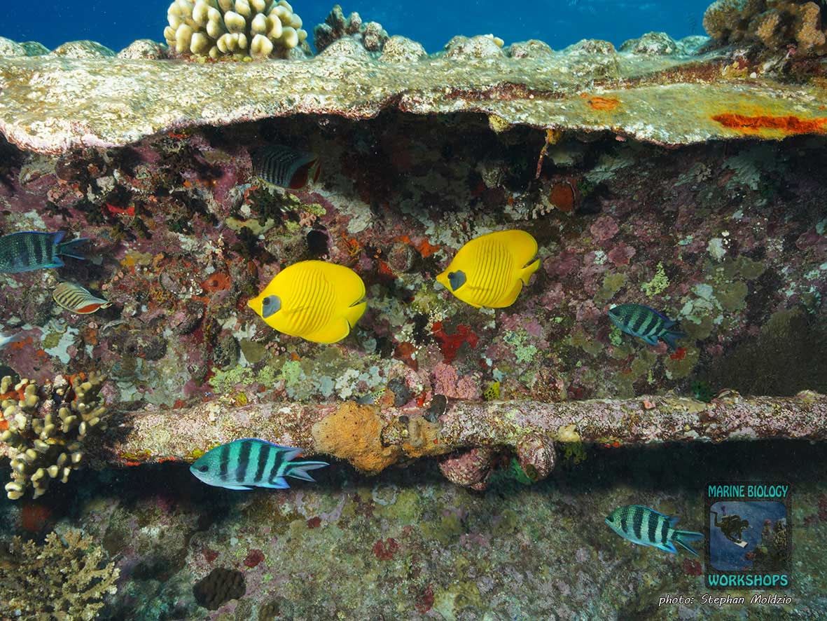 Kingston wrack, Shag rock, nördliches Rotes Meer, Ägypten