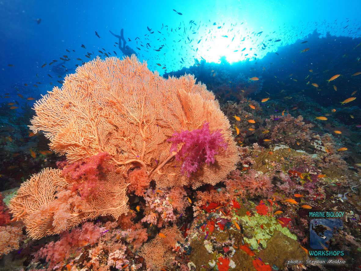 Seefächer am unteren Riffhang, Shark Reef, Ras Mohammed Nationalpark, Ägypten