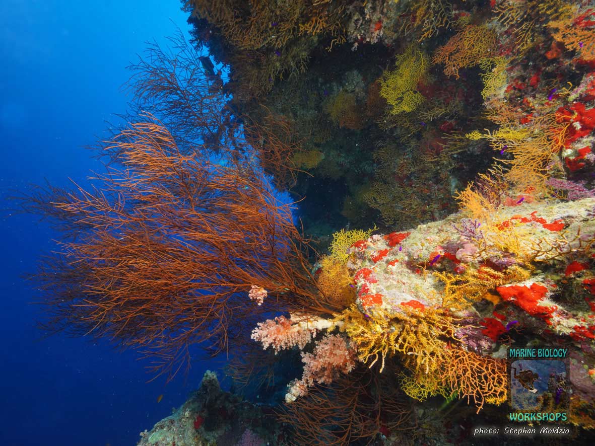 Schwarze Koralle am unteren Riffhang, Shark Reef, Ras Mohammed Nationalpark, Ägypten