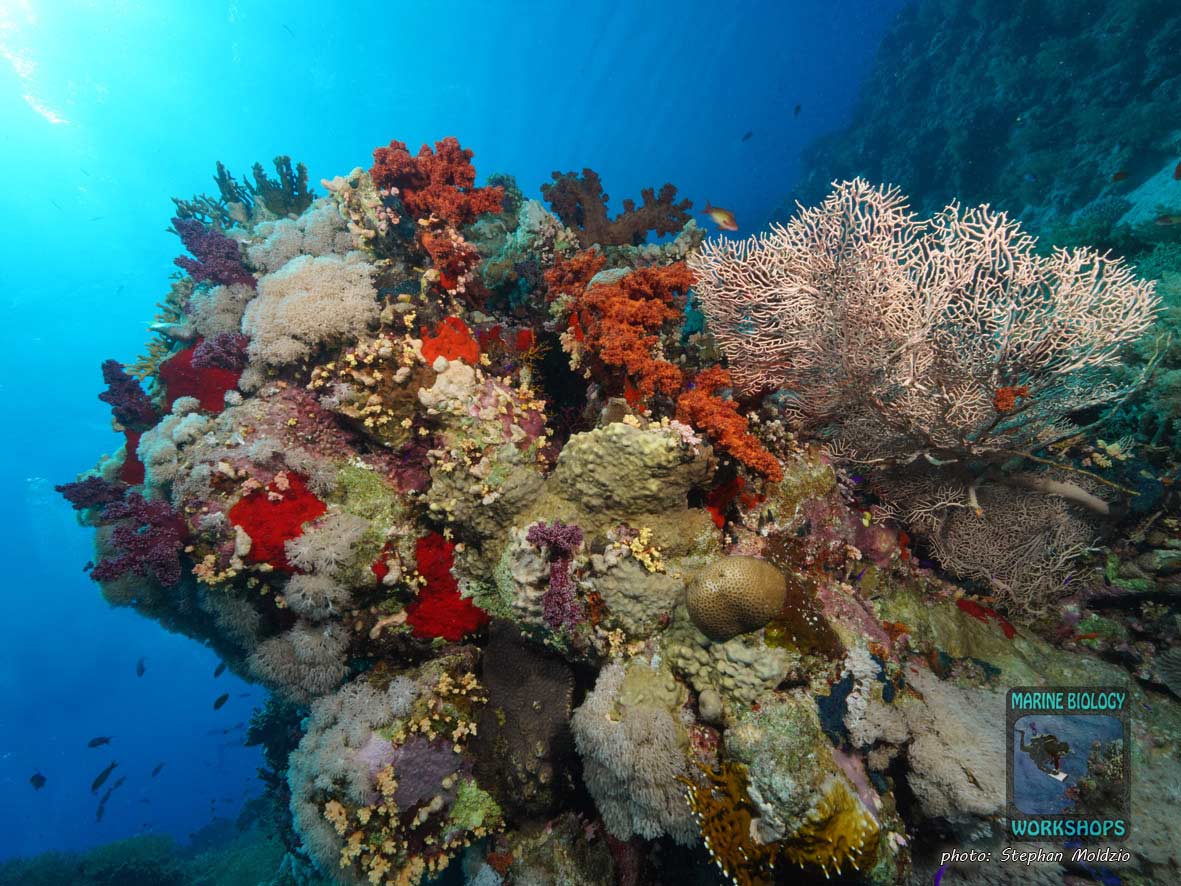 Unterer Riffhang, Shark Reef, Ras Mohammed Nationalpark, Ägypten