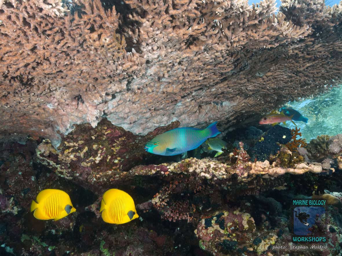 Fische unter Tischkoralle am oberen Riffhang, Shark Reef, Ras Mohammed Nationalpark, Ägypten