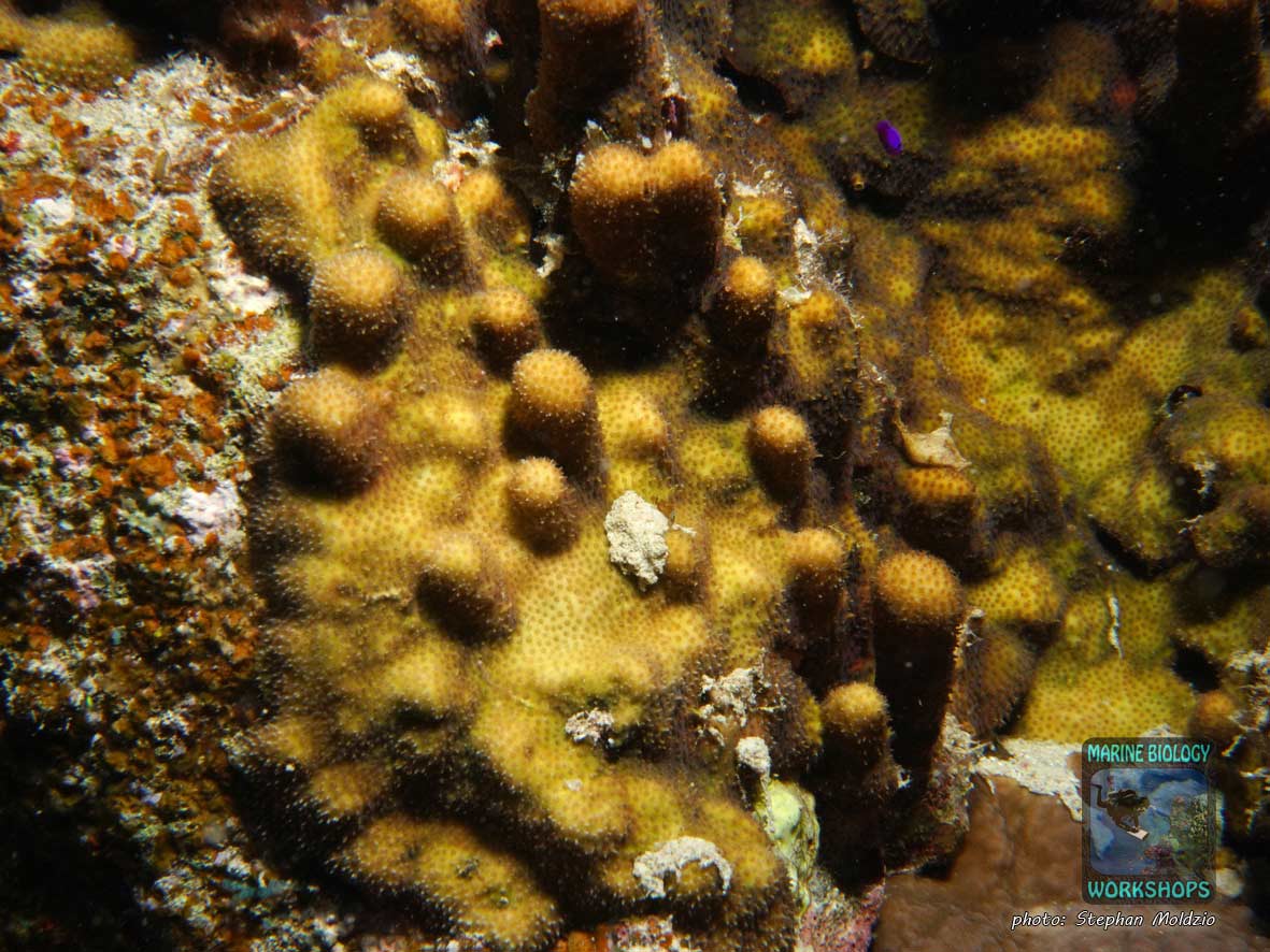 Rare coral (Stylocoeniella armata) near Marsa Nakari, Marsa Alam, Egypt.