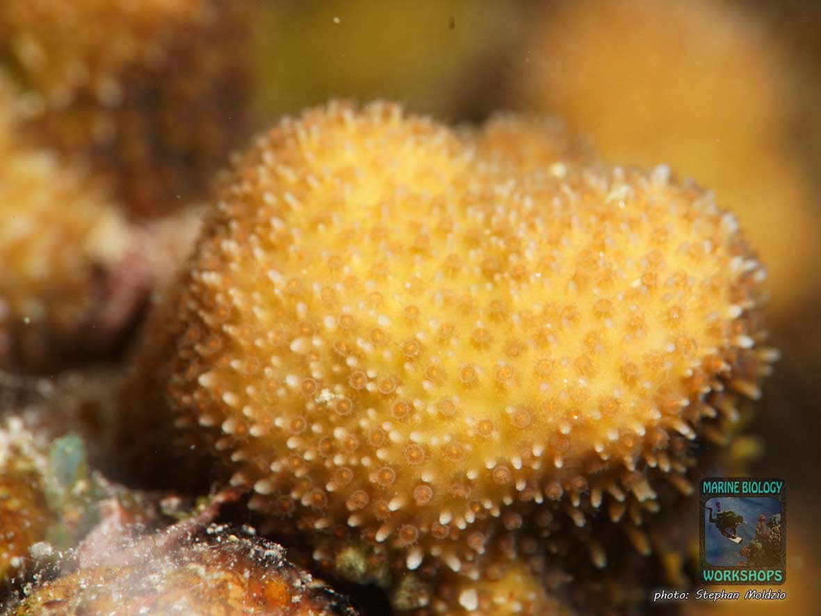 Rare coral (Stylocoeniella armata) near Marsa Nakari, Marsa Alam, Egypt.