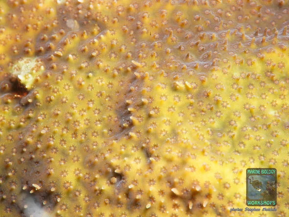 Rare coral (Stylocoeniella armata) near Marsa Nakari, Marsa Alam, Egypt