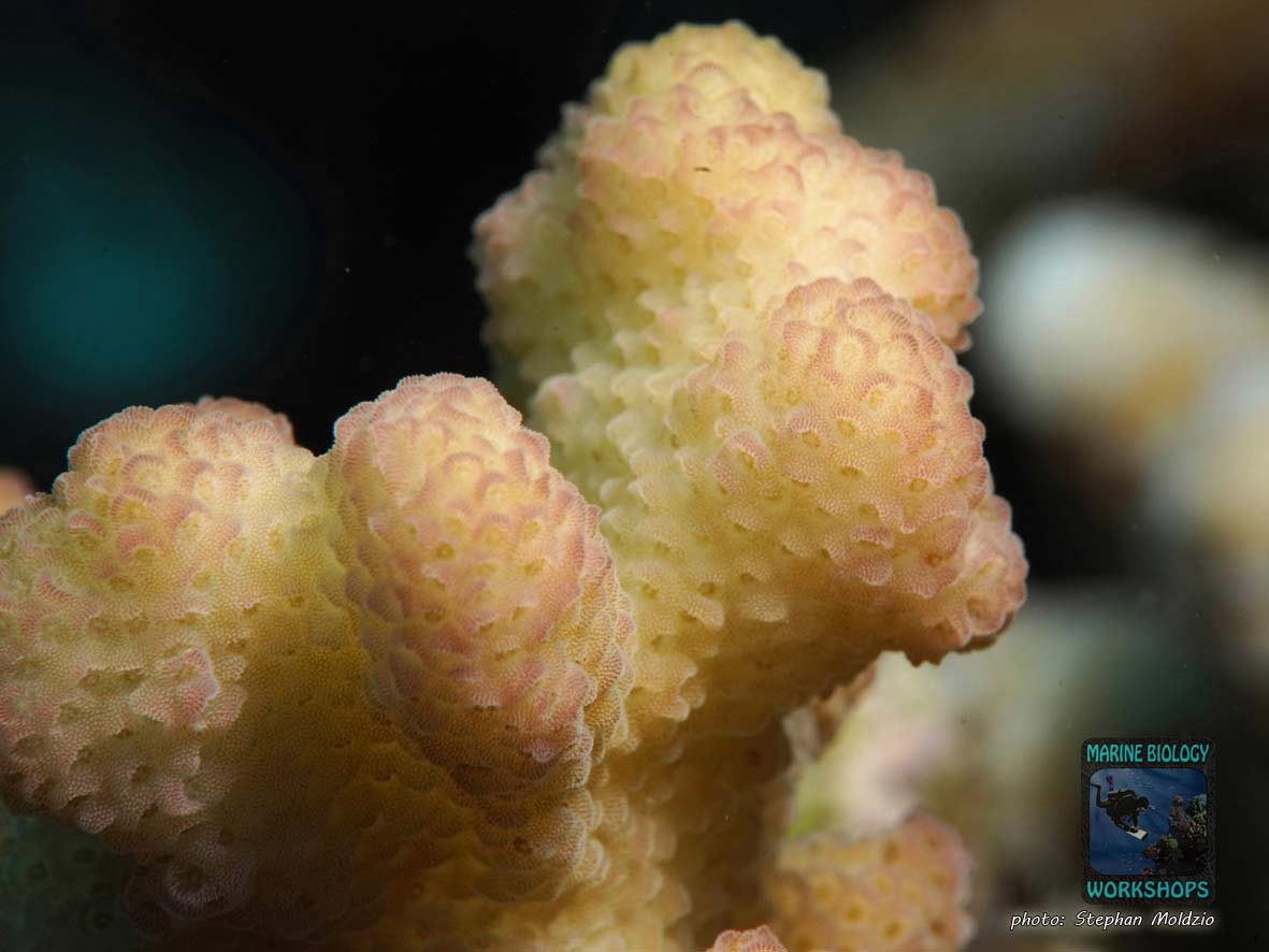 Macro photograph of Stylophora sp.