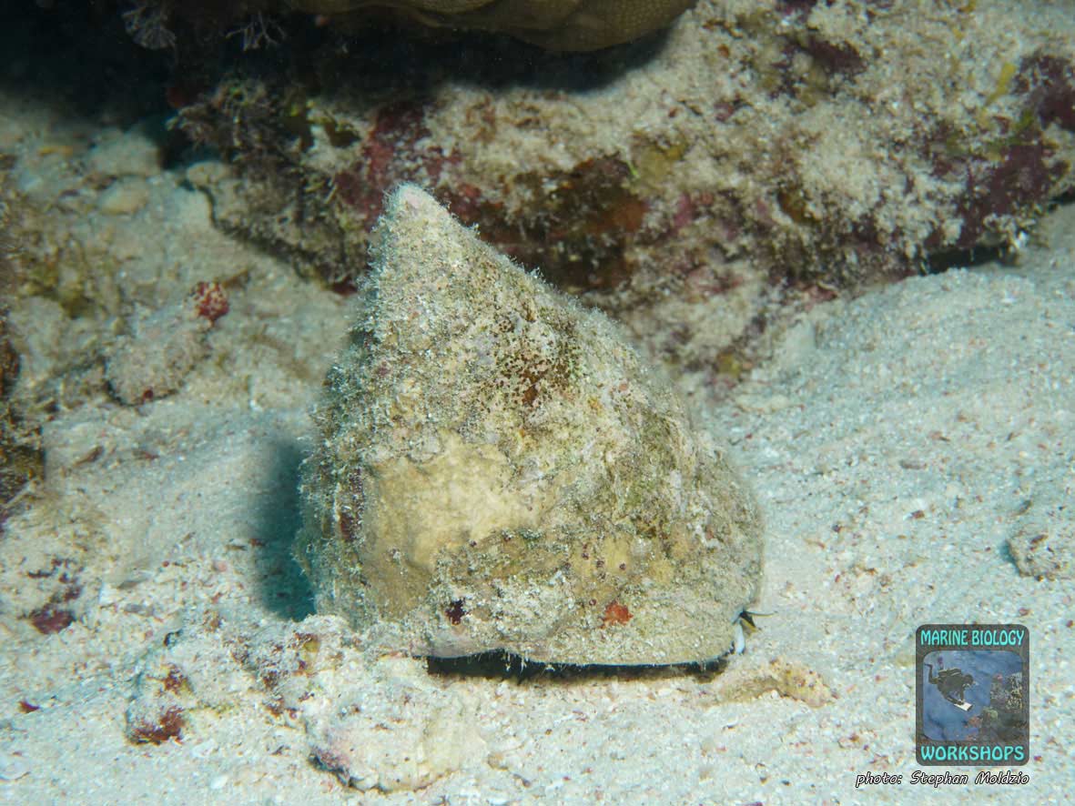 Fenestrate Top Shell (Tectus sp.) in Marsa Shagra, Marsa Alam, Egypt