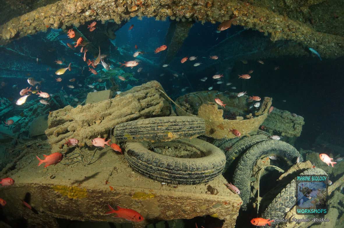 Rifles and Car Tyres, SS Thistlegorm, northern Red Sea Gewehre und Autoreifen, SS Thistlegorm, nördliches Rotes Meer