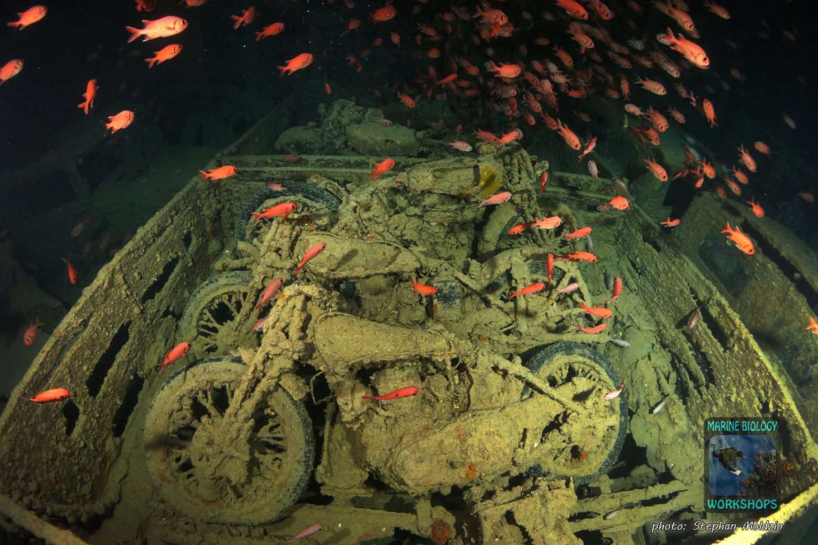 Motorbikes, SS Thistlegorm, northern Red Sea Motorräder, SS Thistlegorm, nördliches Rotes Meer