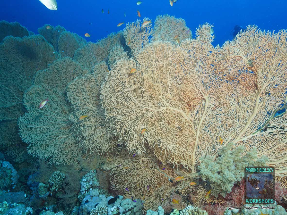 Schöne Seefächer am unteren Riffhang vom Thomas Riff, Strasse von Tiran