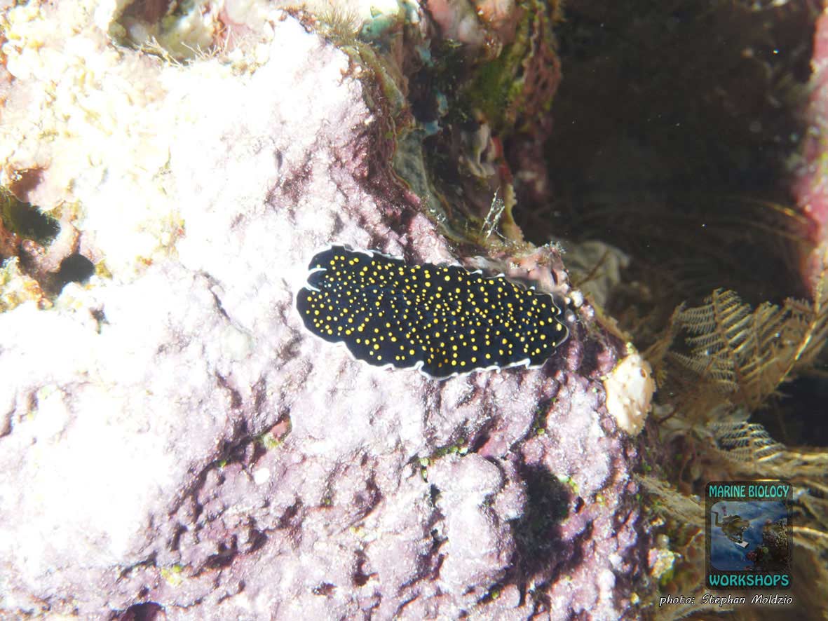 Yellow Papillae Flatworm (Thysanozoon nigropapillosum) in Marsa Shagra, Marsa Alam, Egypt