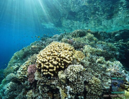 Tauch Safari My Destiny „Nord & Tiran mit Meeresbiologie”