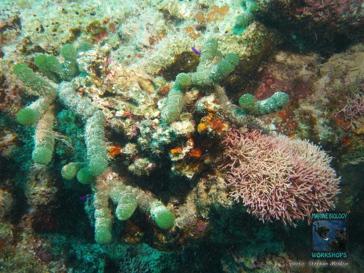 Filamentous calcareous red algae (Amphiroa sp.) and spherical penny algae (Tydemania expeditionis) in the Red Sea