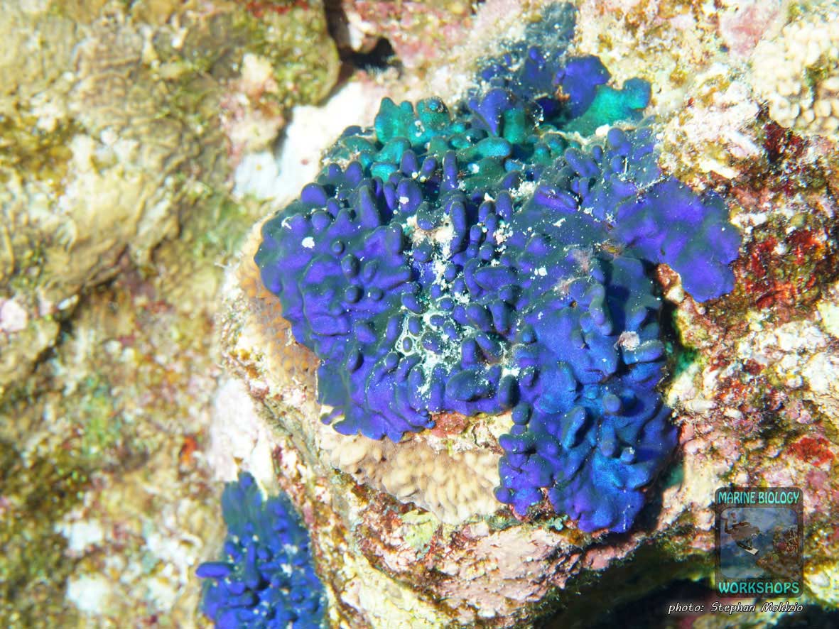 Crust-like red algae (cf. Sonderophycus capensis) in the Red Sea