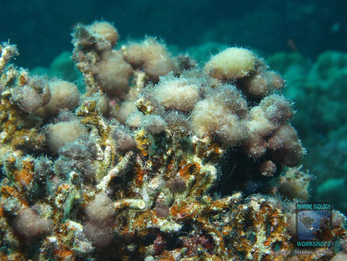 Indeterminate, benthic cyanobacteria