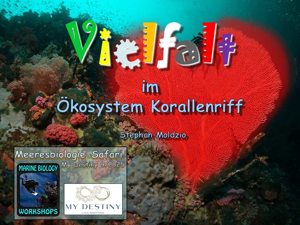 Präsentation Korallenriff Ökosysteme