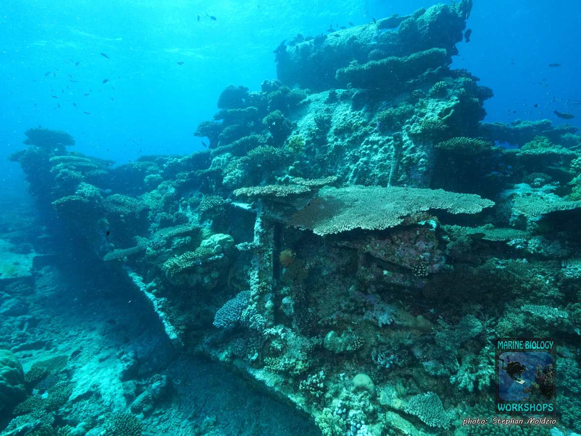 Kingston wrack, Shag rock, nördliches Rotes Meer, Ägypten