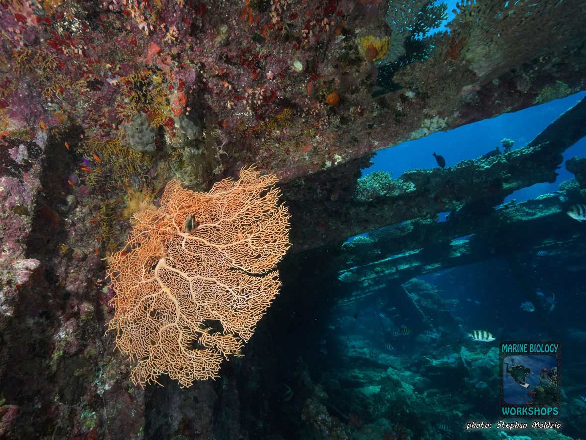 Kingston wrack, Shag rock, nördliches Rotes Meer, Ägypten