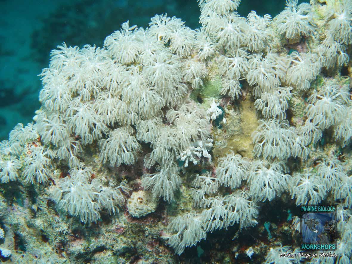 Pulsing Soft Coral (Xenia sp.) in Marsa Shagra, Marsa Alam, Egypt