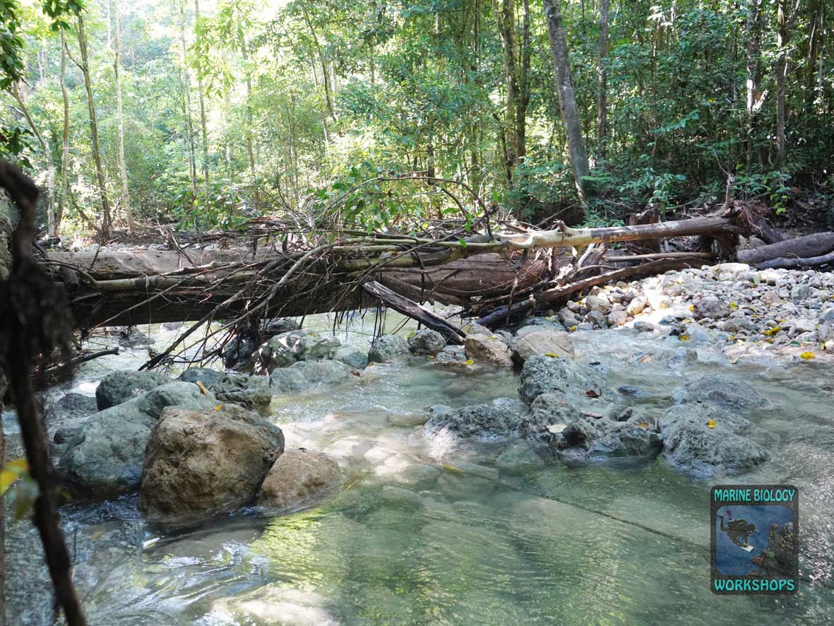 Querliegender Baum über Bach auf Pulau Batanta