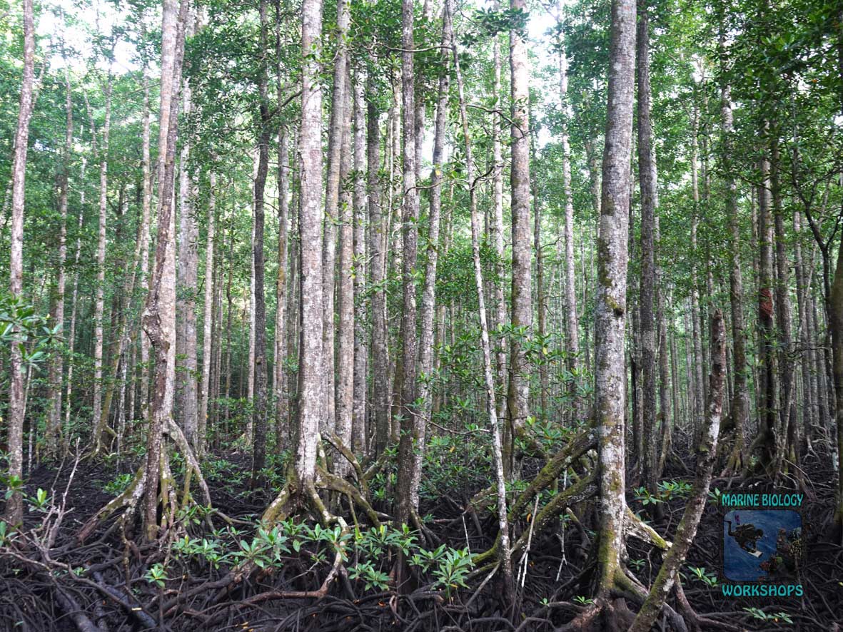 Panorameaufnahme des Mangrovenwalds auf Pulau Batanta