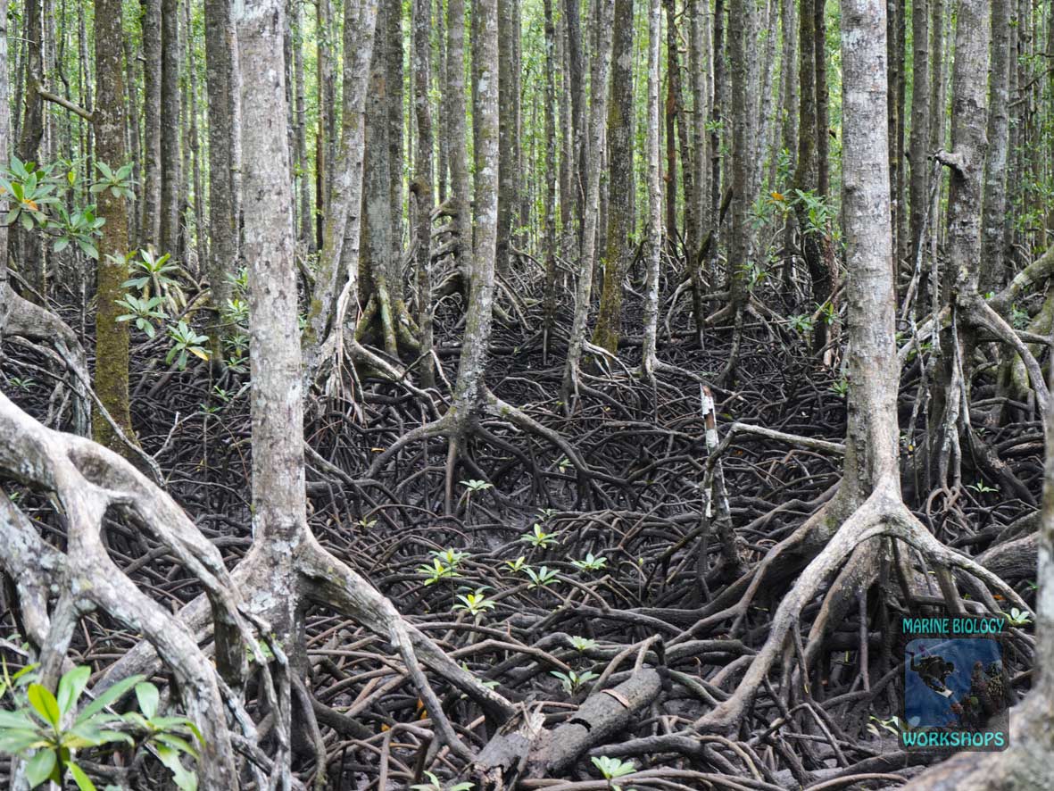 Mangrovenbäume mit Stelzwurzeln auf Pulau Batanta