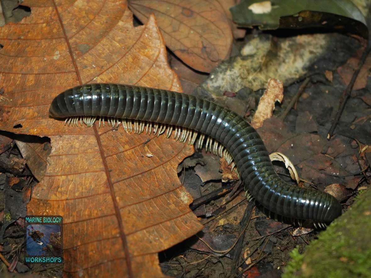 Tausendfüsser auf verrottendem Laub im Regenwald auf Pulau Batanta