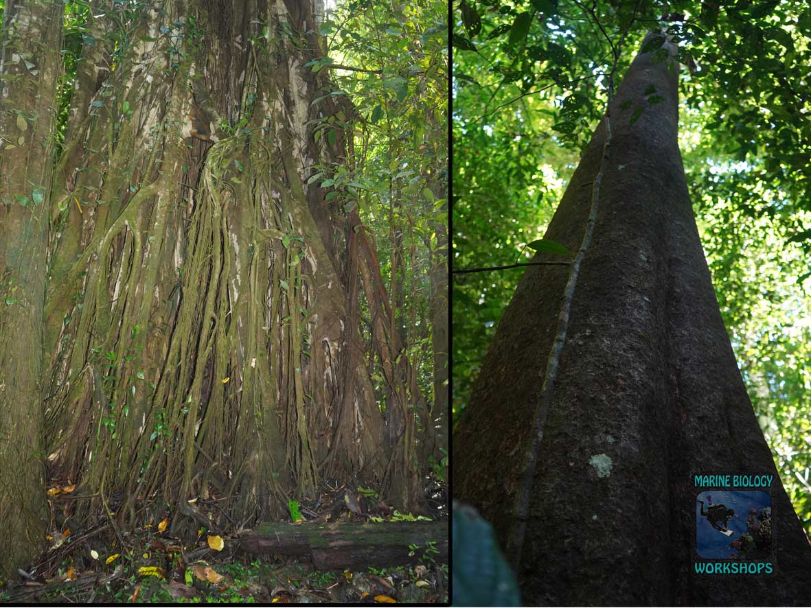 Jungle giants with vines in rainforest at Pulau Batanta