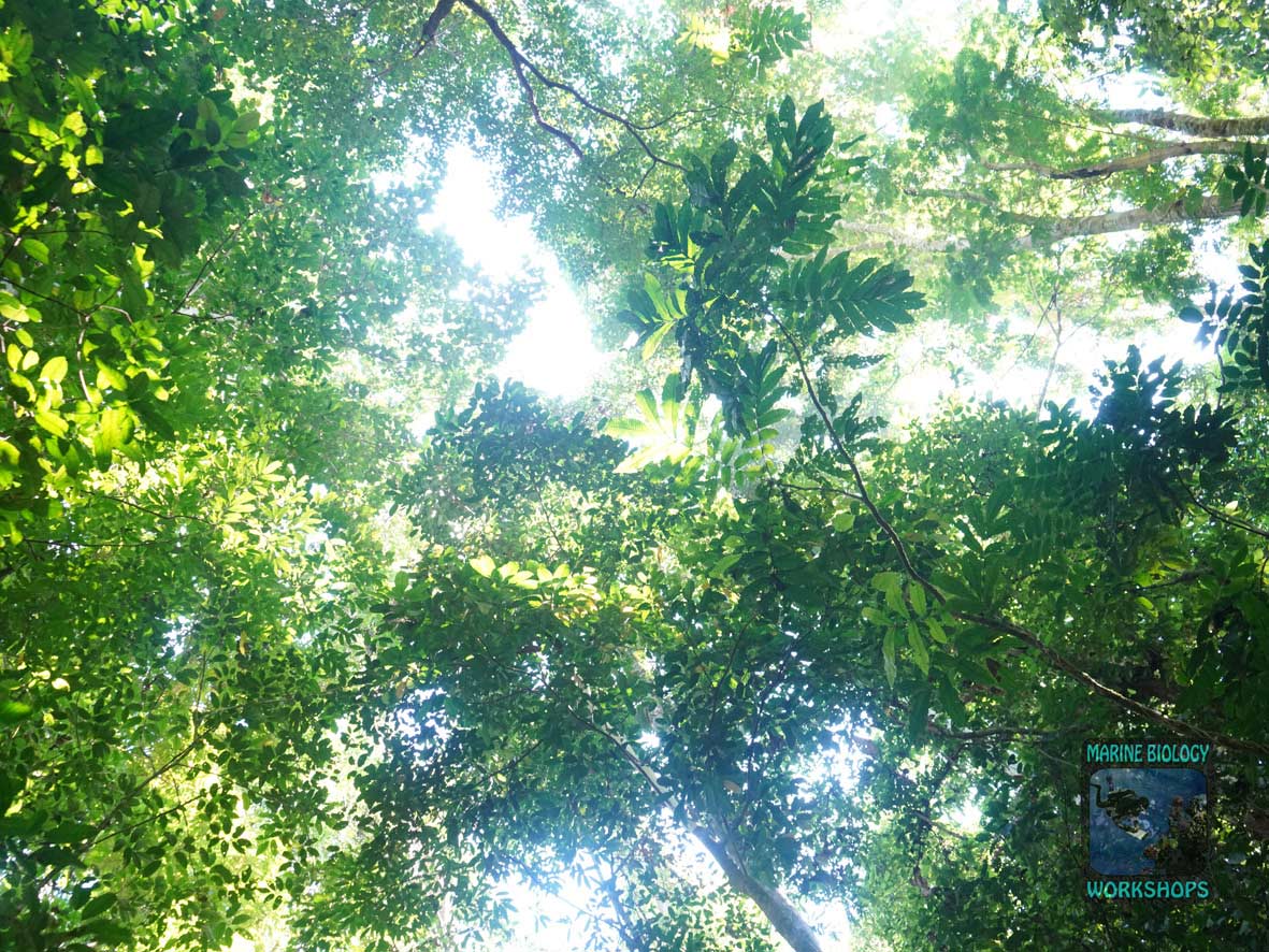 Blätterdach im Regenwald auf Pulau Batanta