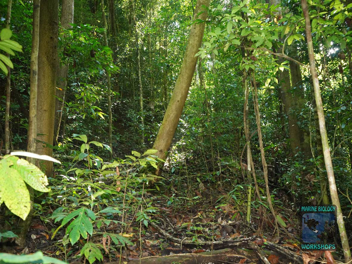Rainforest at Pulau Batanta