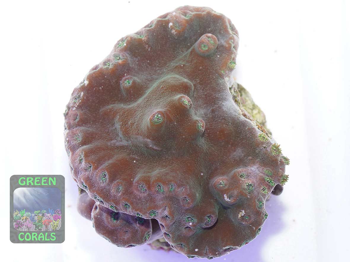 Duncanopsammia peltata, Größe M Duncanopsammia peltata, Größe M