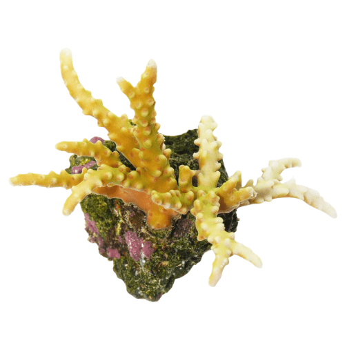 Anacropora sp. ist eine kleinpolypige Steinkoralle (SPS) aus der Familie der Acroporidae