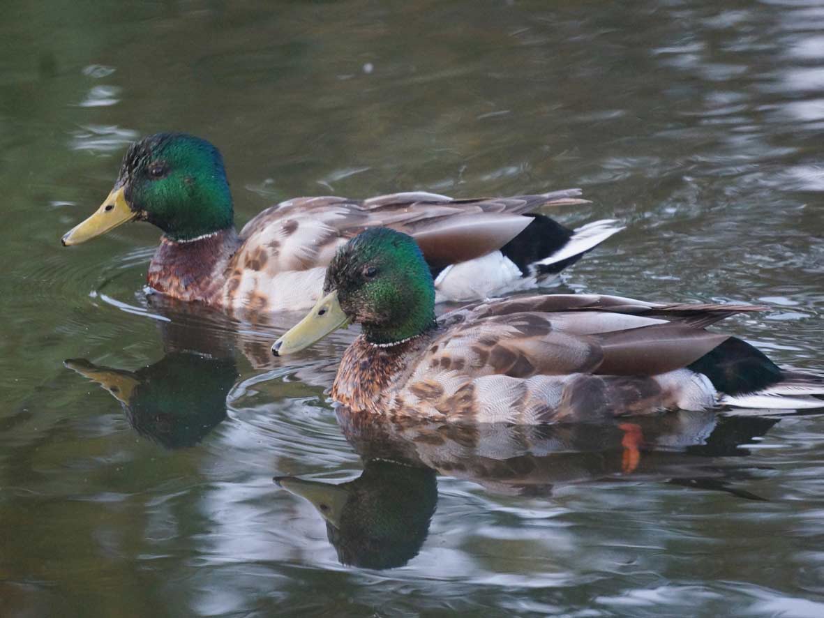 Zwei jugendliche Stockenten-Erpel