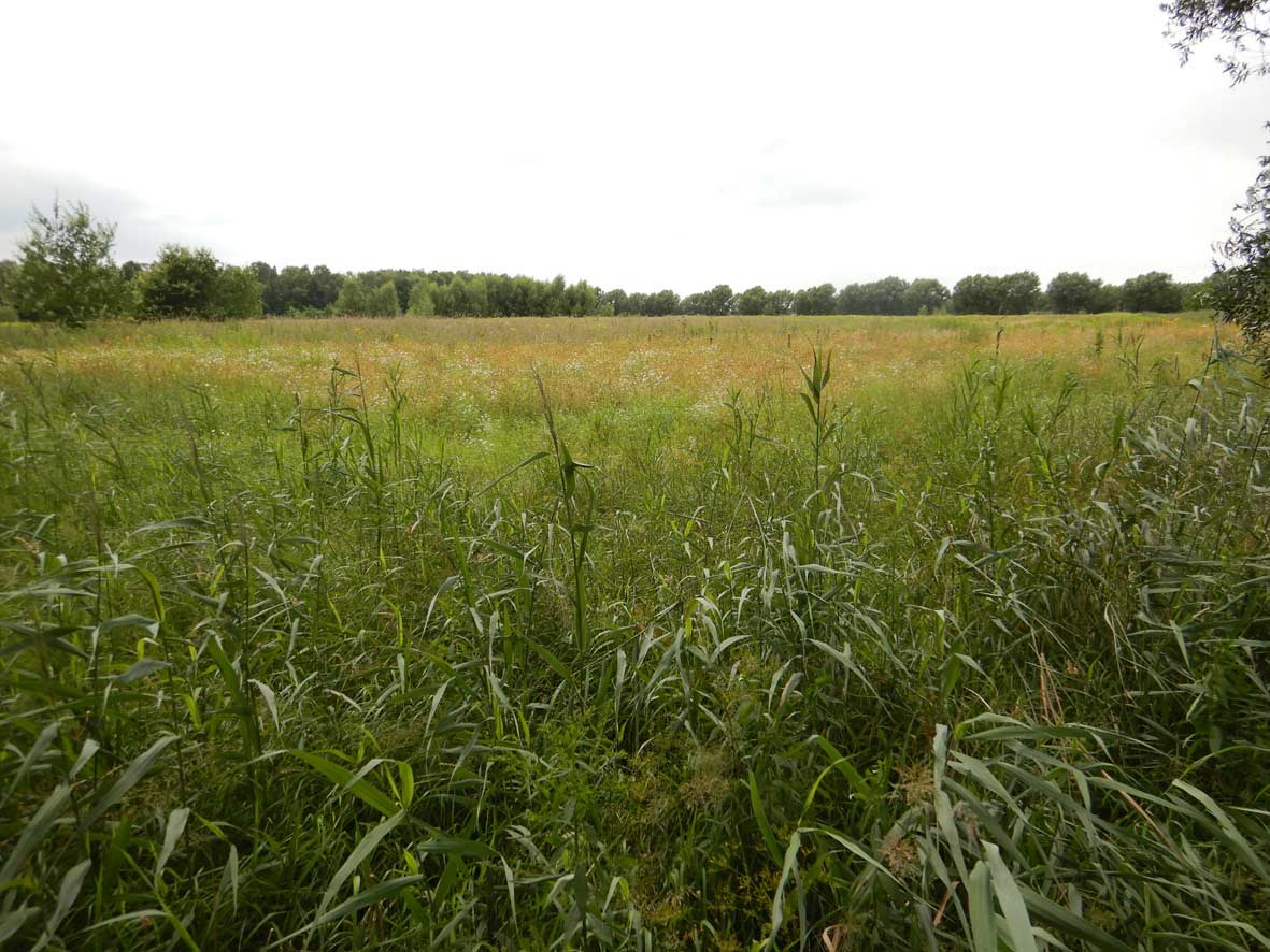 Feuchtwiese in der Okeraue