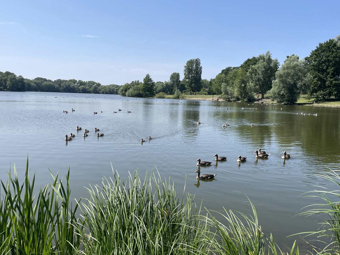 Graugänse auf dem Ölper See erwarten Futter