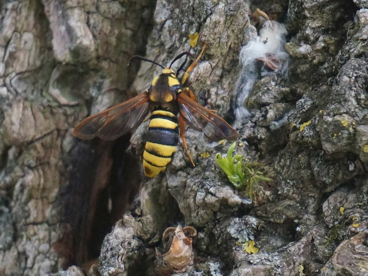 Bates´sche Mimikry: Der Hornissen-Glasflügler (Sesia apiformis)