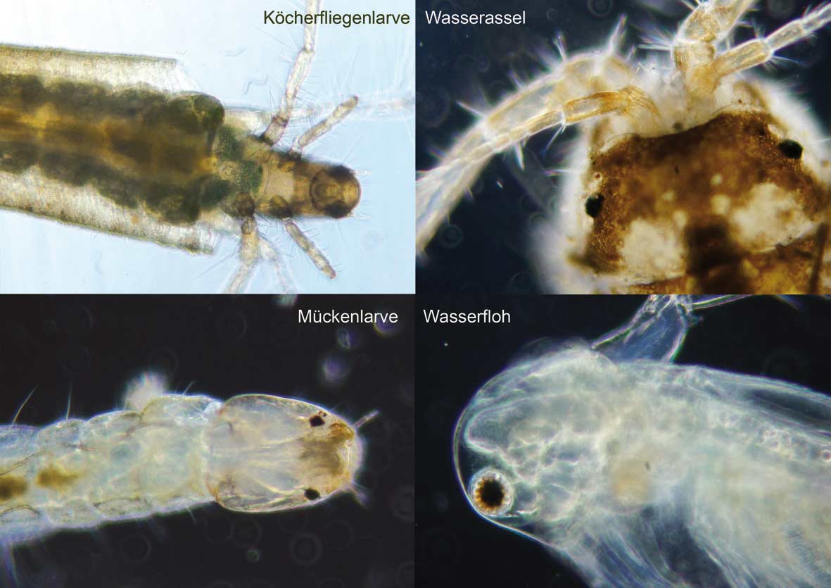Mikroskopaufnahmen verschiedener Kleinlebewesen