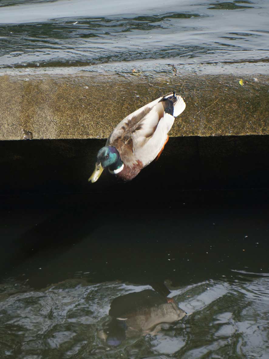 Kopfsprung Stockente an Überlaufschwelle Ölper See