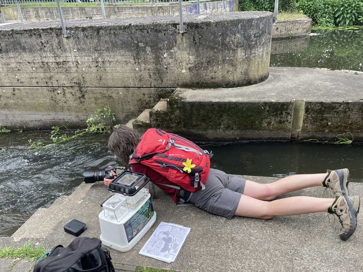 Naturfotografie am Oker Wehr