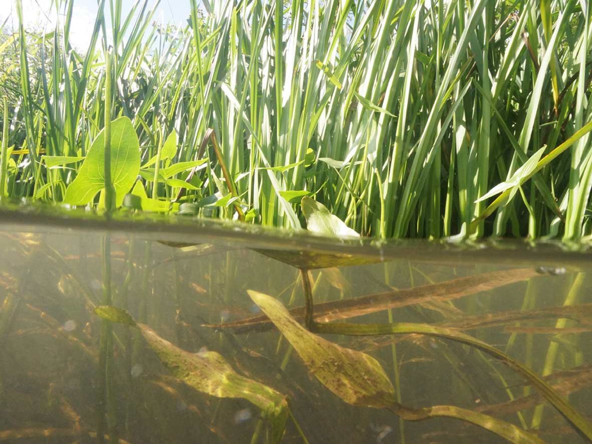 Halb-und-halb-Aufnahme in der Oker