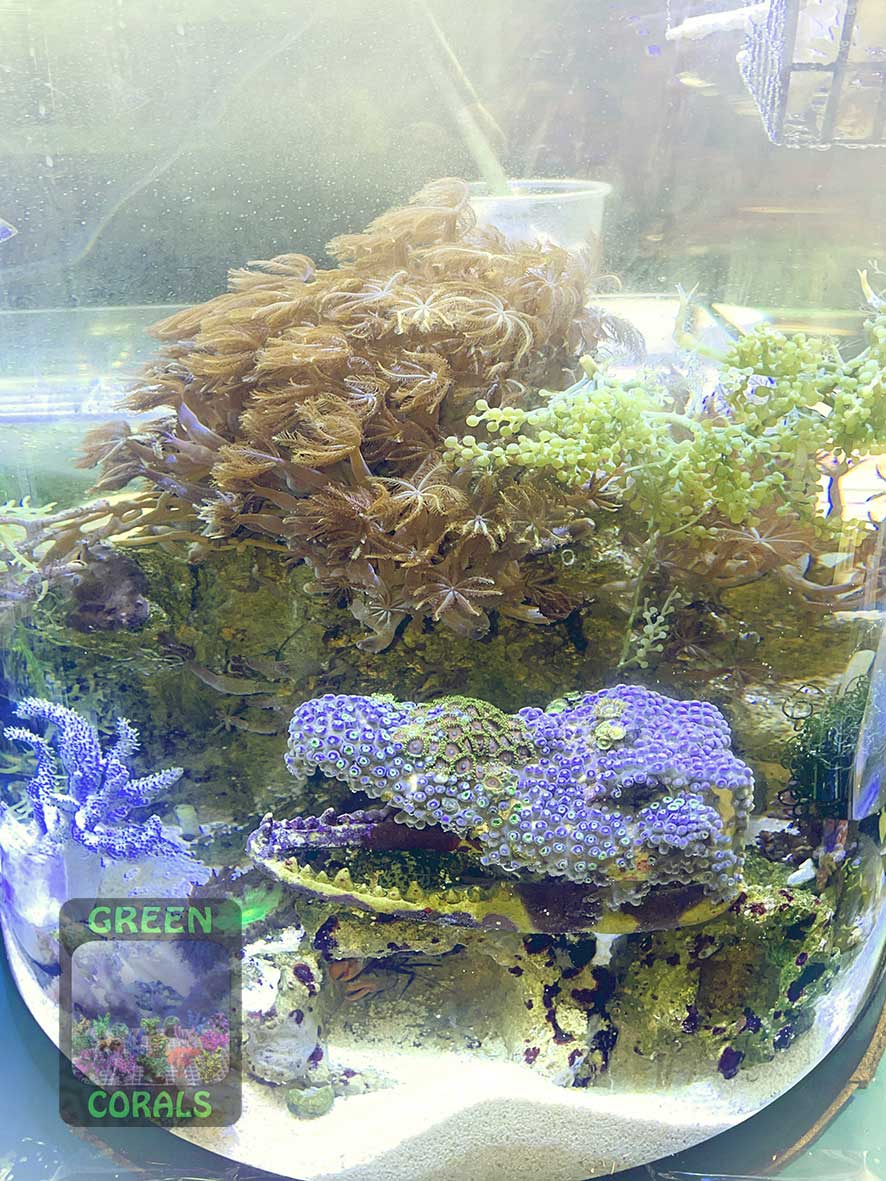 30-litre nano aquarium with a curved front panel