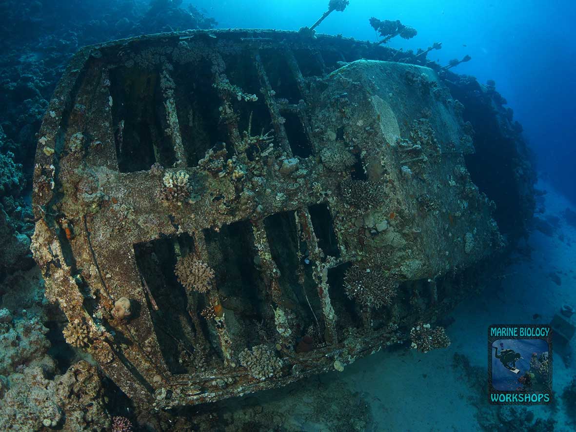 The Abu Galawa Wreck is a famous dive site in the Fury Shoals