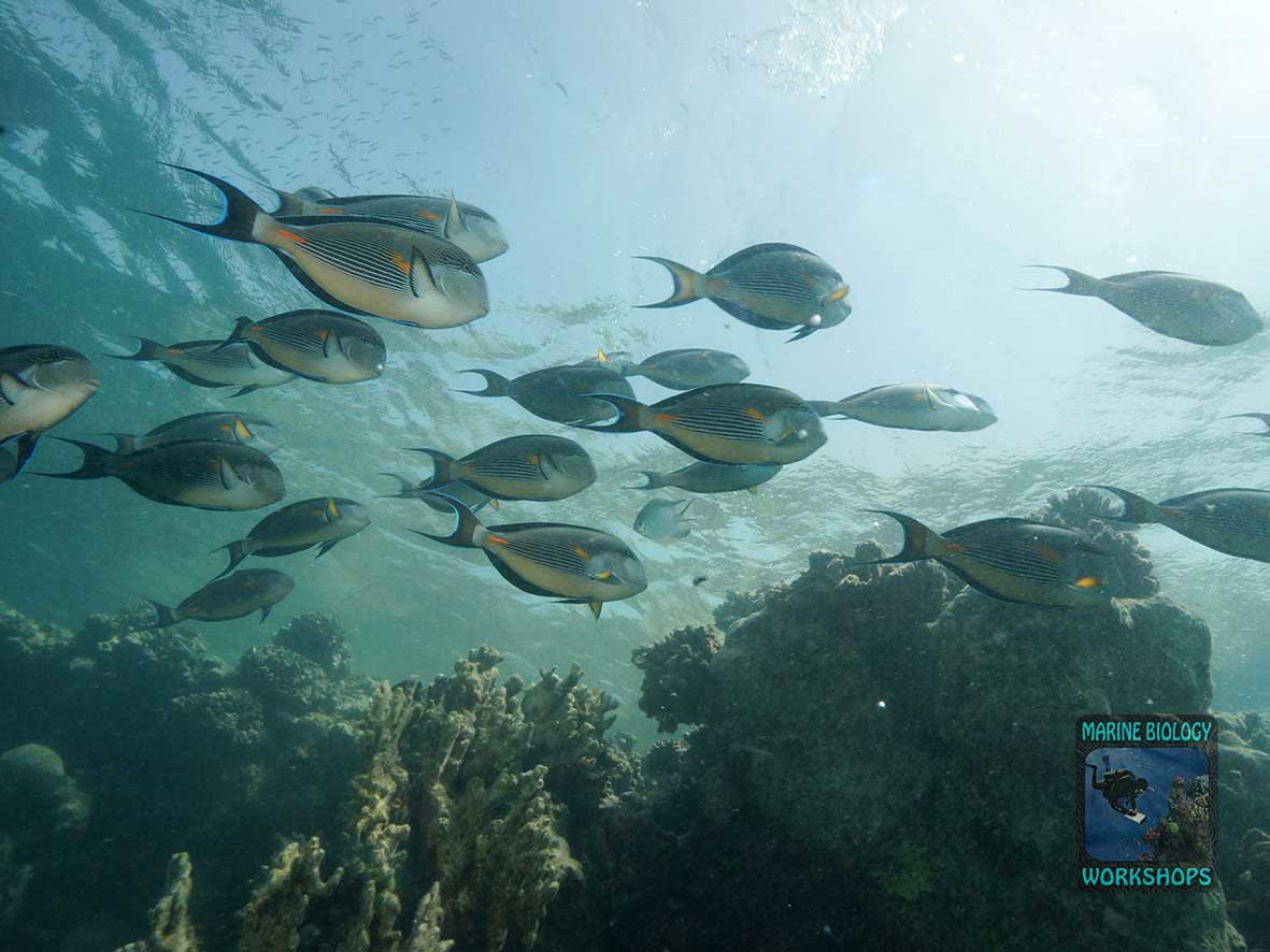 The Arabian surgeonfish is a territorial algae-grazing fish