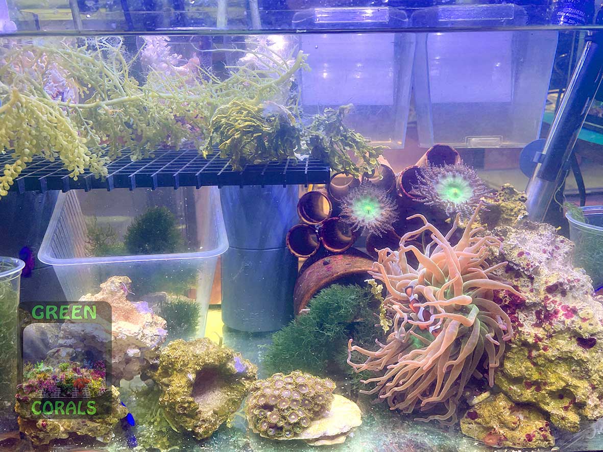 Captive-bred fish, invertebrates, macroalgae and mangroves at the Nordriff fair