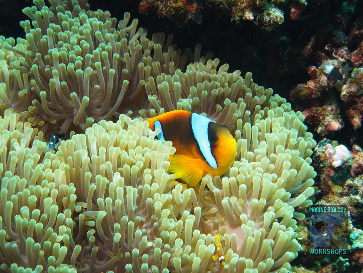 A Red Sea anemone fish at Malahi