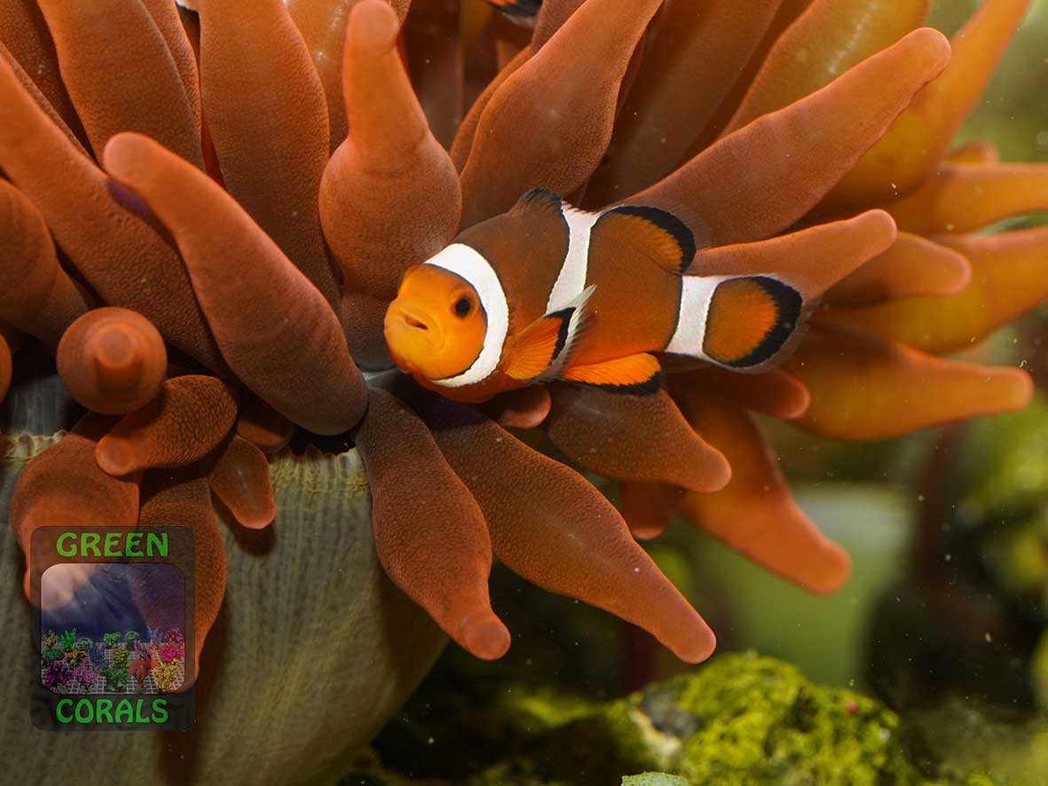 False clown anemonefish Amphiprion ocellaris
