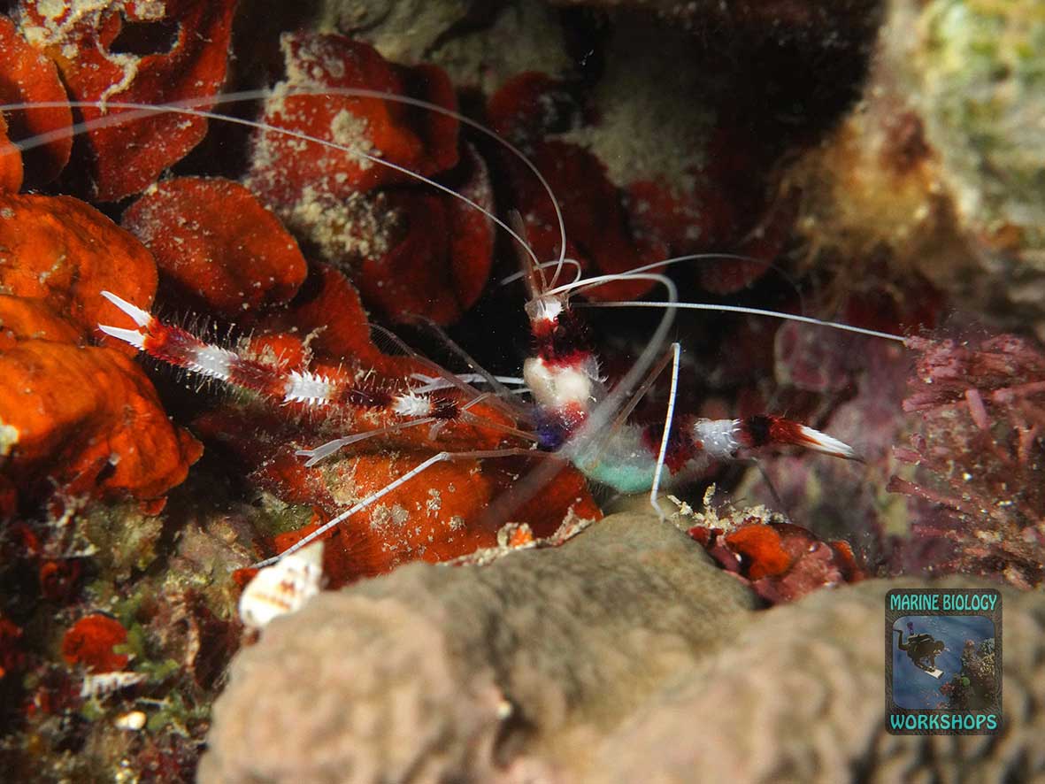 The banded coral shrimp lives in caves and is nocturnal
