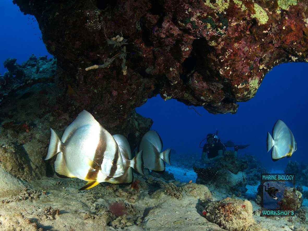 Batfish at Abu Galawa