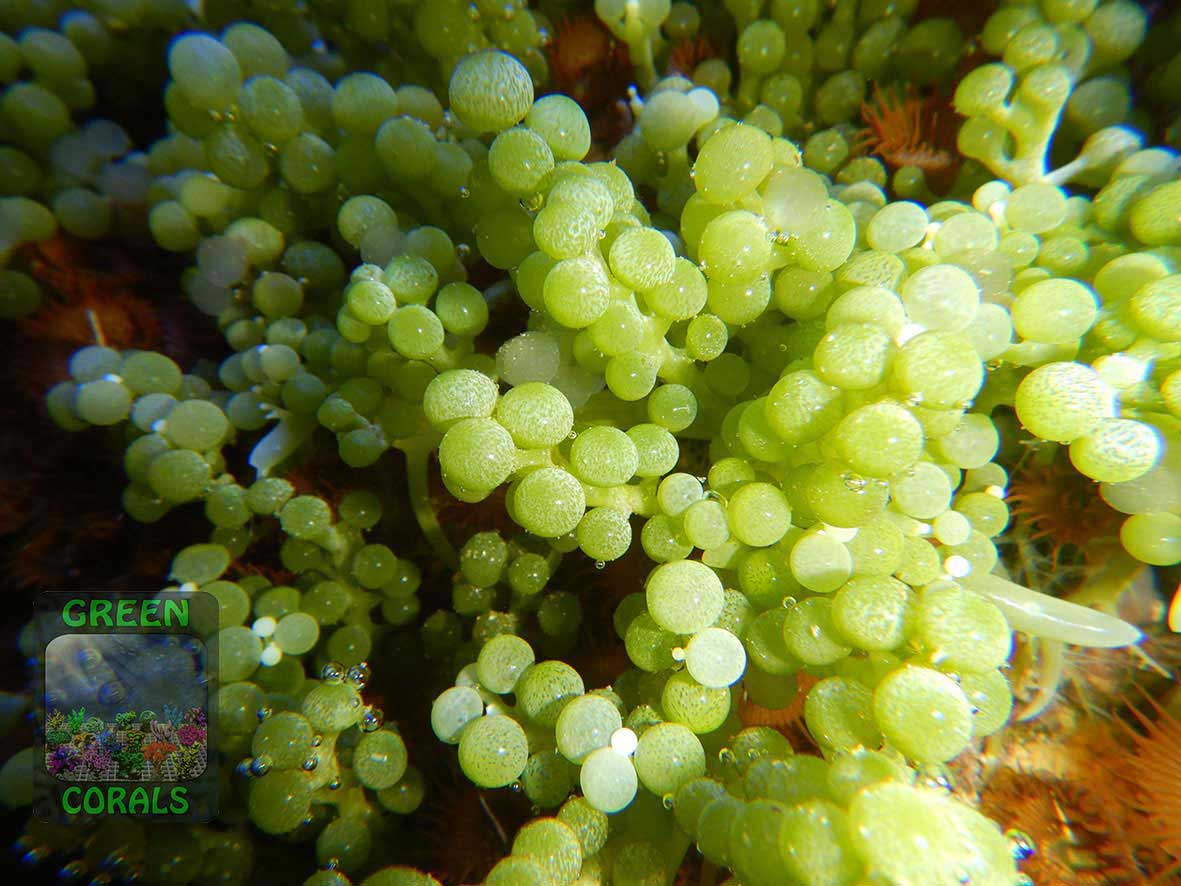 Green macroalga Caulerpa racemosa