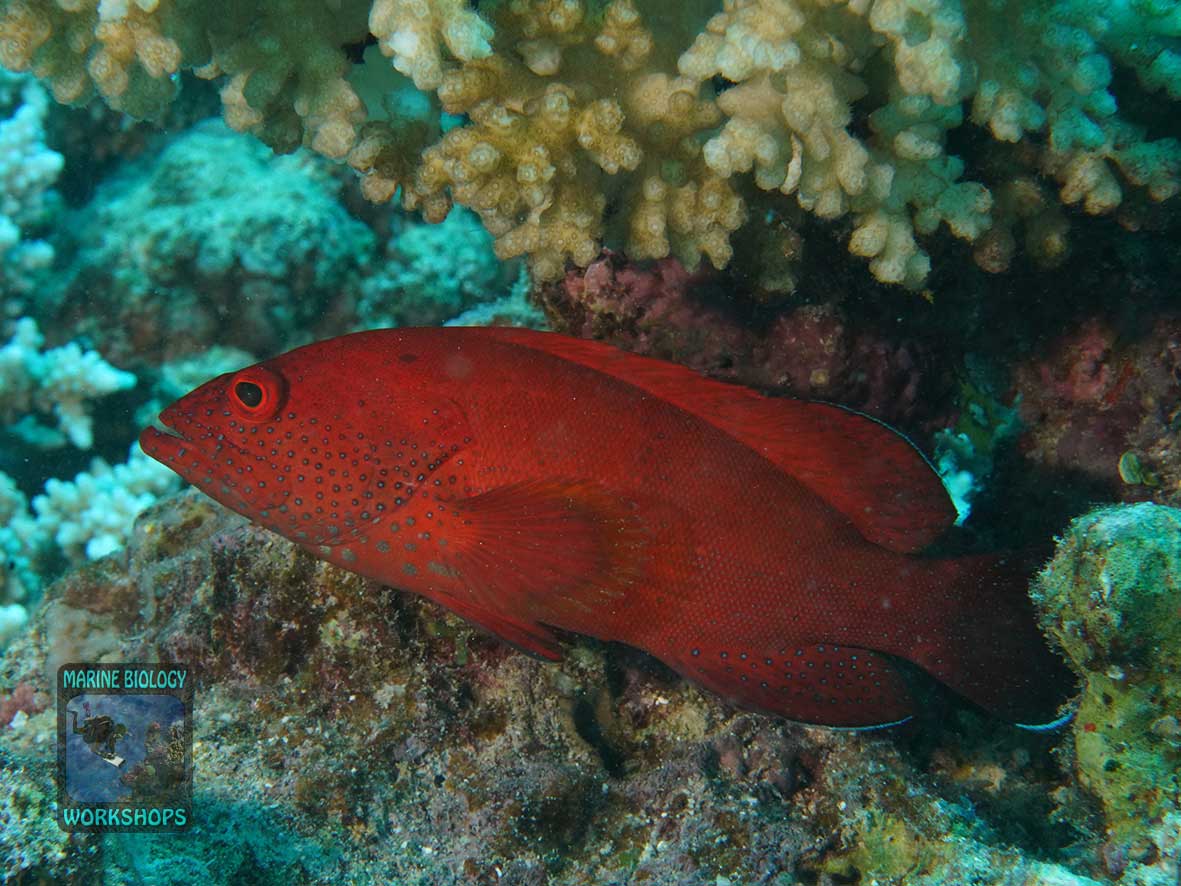 Groupers are Reef Check indicators of overfishing