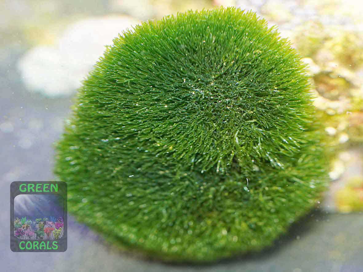 Green alga Cladophora sp.
